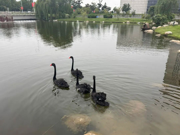 “鹄”礼情深，淮南东方医院集团捐赠4只天鹅祝贺安徽理工大学建校80周年